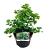 Ginkgo biloba 'Mariken'