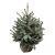 Picea pungens 'Super Blue Seedling'