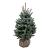 Picea pungens 'Super Blue Seedling'