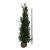 Thuja pl. 'Martin'