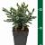 Picea glauca 'Echiniformis'