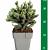 Picea glauca 'Echiniformis'