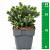 Picea glauca 'Echiniformis'