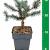 Picea pungens 'Karpaten'