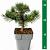 Pinus mugo 'Humpy'