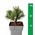 Pinus mugo 'Mops'