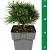 Pinus mugo 'Mops'