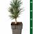 Pinus sylvestris 'Fastigiata'