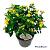 Hypericum 'Miracle Blossom'