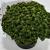 Pinus mugo 'Humpy'