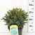 Picea glauca 'Echiniformis'