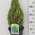 Picea glauca 'Laurin'