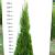 Thuja occ. 'Smaragd'