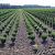 Taxus media ' Rising Star' 