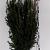 Taxus media ' Rising Star' 