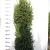 Taxus media ' Rising Star' 