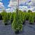 Thuja occ. 'Smaragd'