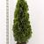 Thuja occ. 'Smaragd'