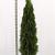Thuja occ. 'Smaragd'