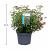 Spiraea japonica 'Anthony Waterer'