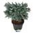 Picea pungens 'Karpaten'