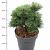 Pinus mugo 'Mops'