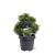Pinus mugo 'Mops'