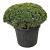 Pinus mugo 'Mops'