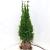 Thuja occ. 'Smaragd'