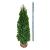 Thuja occ. 'Smaragd'