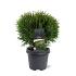 Thuja occ. 'Tiny Tim'