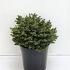 Picea abies 'Little Gem'