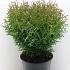 Thuja occ. 'Tiny Tim'