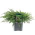 Juniperus conferta 'Schlager'