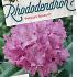 Rhododendron pont. 'Roseum'