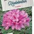 Rhododendron (P) 'Graziella'