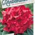 Rhododendron (Y) 'Dopey'