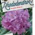 Rhododendron 'Roseum Elegans'
