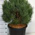 Pinus sylvestris 'Watereri'