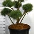 Pinus sylvestris 'Watereri'