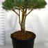 Pinus sylvestris 'Watereri'