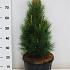 Pinus nigra 'Green Tower'