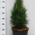 Pinus nigra 'Green Tower'