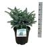 Picea pungens 'Karpaten'