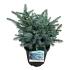 Picea pungens 'Karpaten'