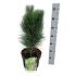 Pinus nigra 'Green Tower'