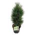 Pinus nigra 'Green Tower'