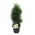 Pinus nigra 'Green Tower'