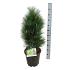 Pinus nigra 'Green Tower'