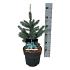 Picea pungens 'Super Blue Seedling'
